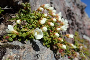 可憐な高山植物の花